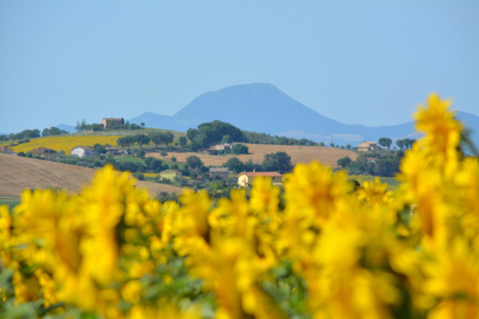Casale Dei Cinque Colli Villa Ostra Luaran gambar